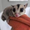 Bonded Pair of Sugar Gliders – Complete Setup Included