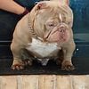 Exotic bully Beef son open for stud 