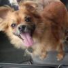 3 year old male Pomchi available to stud