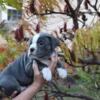 Olde English Bulldogge puppies - ready now!