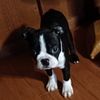 Boston Terrier Puppies