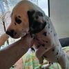 Dalmatian puppies Registered 2 Males,  available