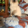 PUREBRED RAGDOLL MALE KITTEN