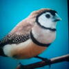 Owl finches