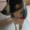 AKC panda female German Shepherd ( 10 months )