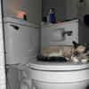 Female Siamese cat