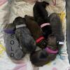 ICCF Cane Corso Puppies Ready April 28th!!