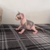 100% Sphynx kittens, no mix breeds- Imported Male from Canada and Females from Europe.