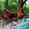 Irish Setters Mahogany male