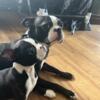 Boston Terrier Puppies