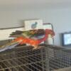 Red fiery rosellas for sell