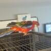 Red fiery rosellas for sale