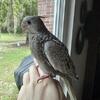 2-3 Month Old Weaning Cockatiel For Sale: Includes Cage, Perch, Toys, and Food