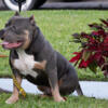 American Bully Available Male Blue Tri
