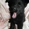 Amazing Shiloh Shepherd Puppies