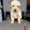 Golden retriever pups