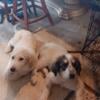 Great Pyrenees and Doodle mix pups