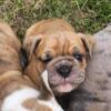 Olde English Bulldogge puppies ready now!