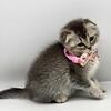 Scottish fold femae and male