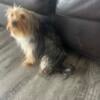 Yorkshire Terrier needs a new home