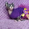 Sphynx kitten