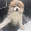 Pomeranian Puppy