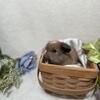 Baby Dwarf Bunny Boutique Lionlops Holland Lop Lops Mini Rex Plush Lops Bunnies Rabbits