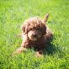 Mini Goldendoodle Female Willow