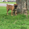 Mastiff mixed pupp looking for a good home