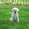 Labrador Puppy - Percival