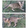 Rosette spotted Bengal kittens