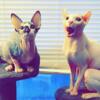 2 Sphynx cats female and male rare