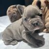 French Bulldog Pups $1500 PupremeFrenchies)