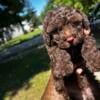 Toy Poodle (Male) Ohio