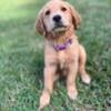 Golden Retriever Puppies