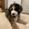 Standard Bernedoodle F1b