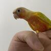 Sun cheek conures