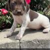 German Shorthaired Pointer Puppies