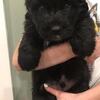 Purebred, AKC Champion bloodline, Belgian Bouvier Pups! 