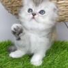 NEW Elite Scottish fold kitten from Europe with excellent pedigree, male. M Simba King