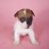 Jack Russells available