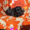 AKC Scottish Terrier puppies