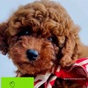 Akc red girl mini poodles available