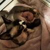sphynx kittens for adoption!