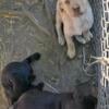  Labrador puppies