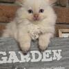 Ragdoll cross kittens