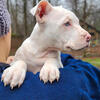 Luna is an Alapaha Blue Blood Bulldog x (American Bulldog × American Pit Bull Terrier).