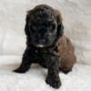 Miniture F2b Goldendoodle - Male