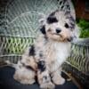 Mini Sheepadoodle Puppies for Sale