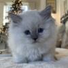 Blue Lynx Male Ragdoll Kitten